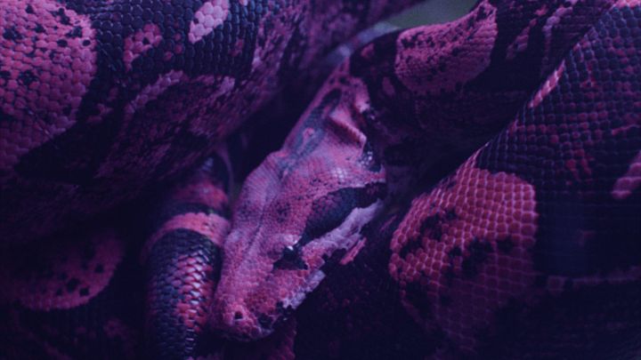 BOA